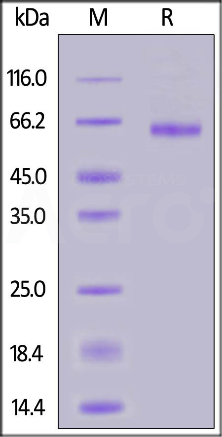 Cynomolgus LILRB2, His Tag (Cat. No. LI2-C52H3) SDS-PAGE gel