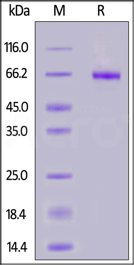 Biotinylated Cynomolgus LILRB2, His,Avitag (Cat. No. LI2-C82E3) SDS-PAGE gel