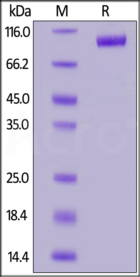 LILRB2 SDS-PAGE