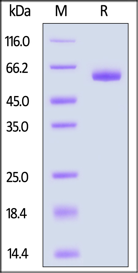 LILRB4 SDS-PAGE