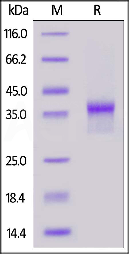 LILRB4 SDS-PAGE