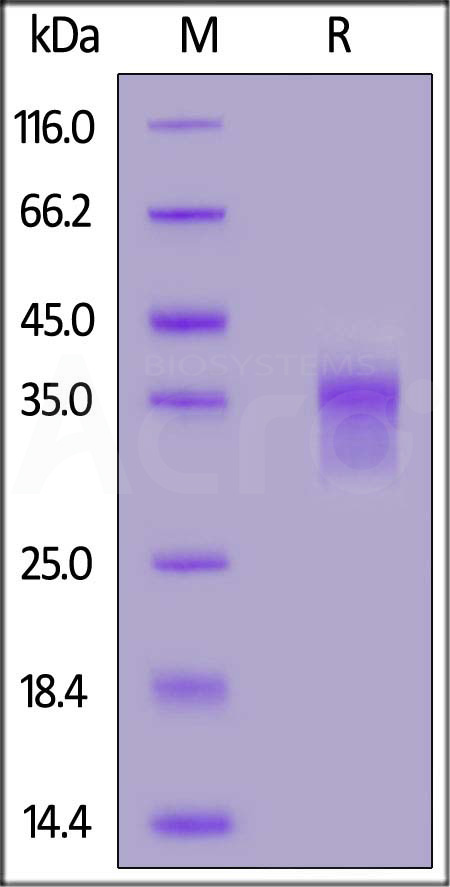 LILRB4 SDS-PAGE