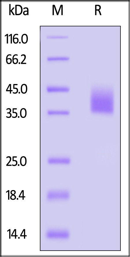 LI5-H52H3-sds