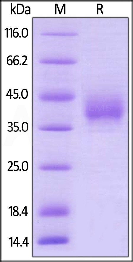 LI5-H82E1-sds