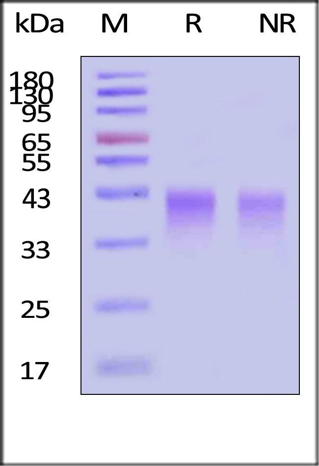 LIF-H5215-sds