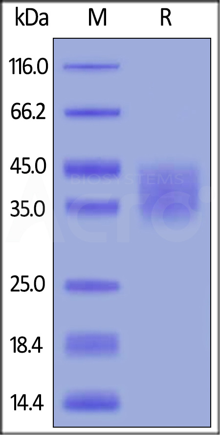 LIF SDS-PAGE