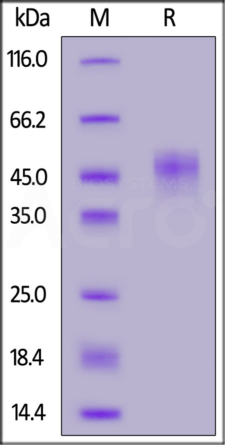 LIF-R52H3-sds