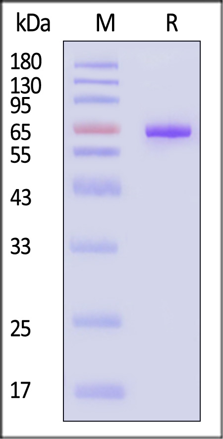 LIGHT SDS-PAGE