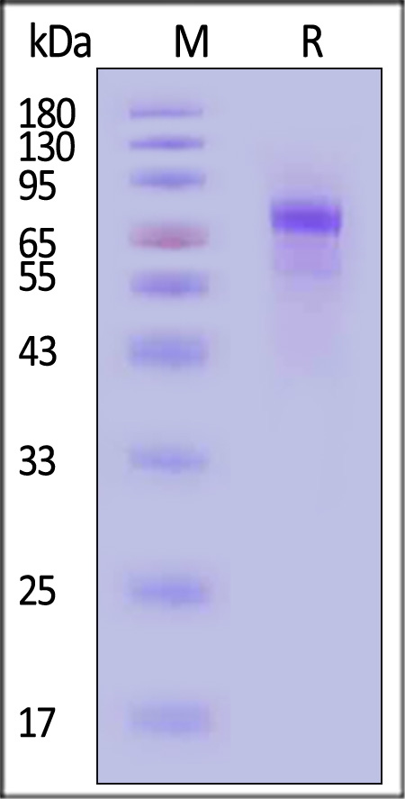 LIT-M5243-sds