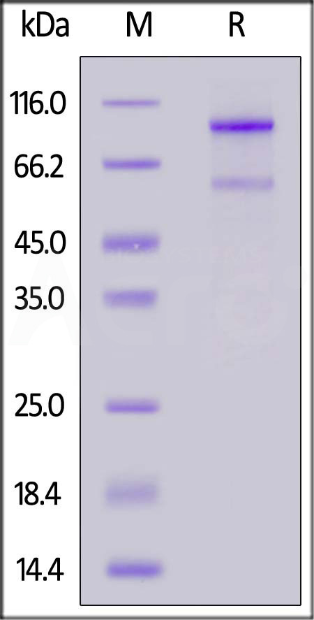 LO2-H52H3-sds