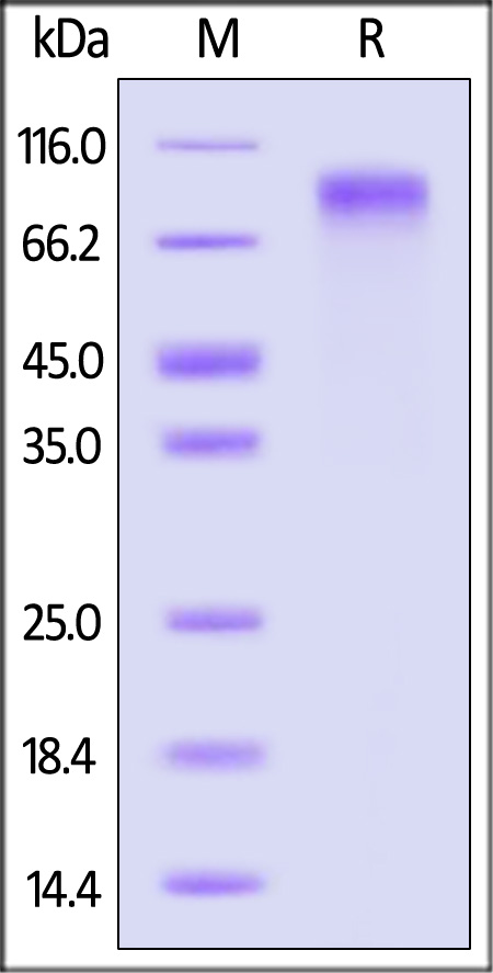 LR1-H5254-sds