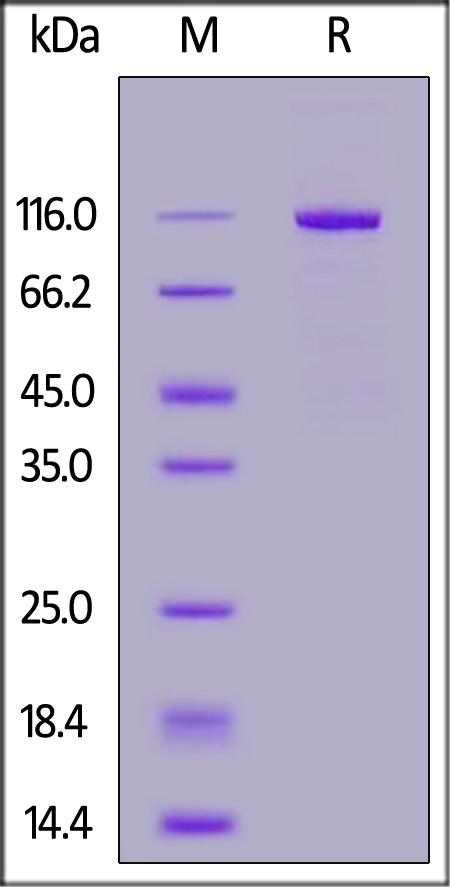 LRP-5 SDS-PAGE