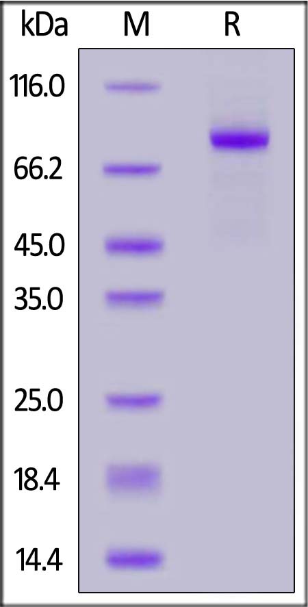 LRP-5 SDS-PAGE