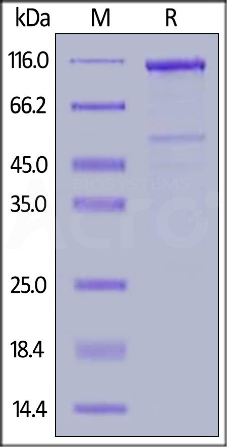 LR6-H5253-sds