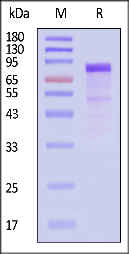 LR6-H82E7-sds