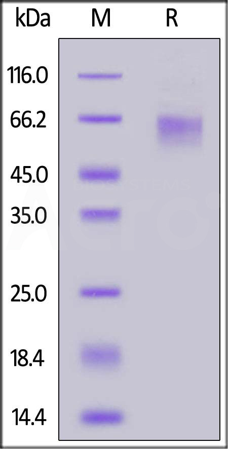 LV1-C52H6-sds