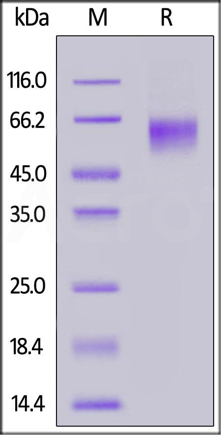 LV1-C82E5-sds