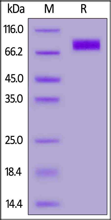 LIV-1 SDS-PAGE