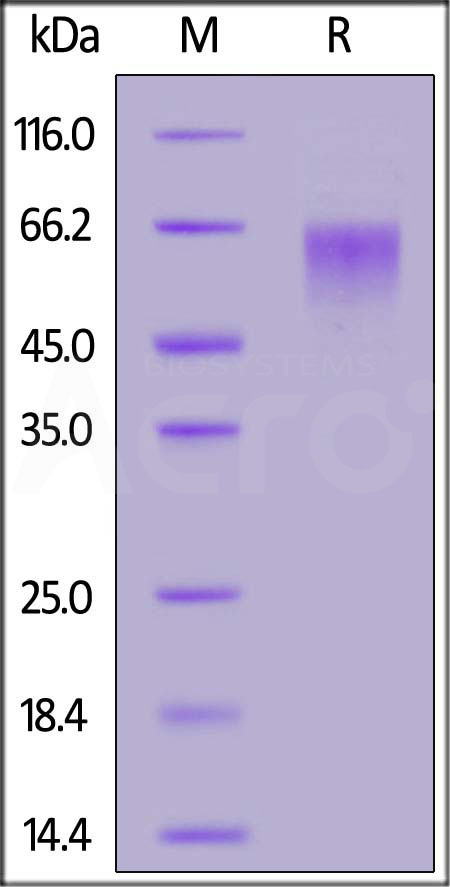 LIV-1 SDS-PAGE