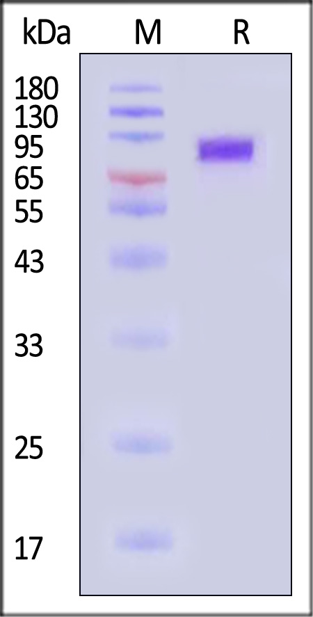 LIV-1 SDS-PAGE