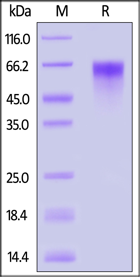 LV1-M52H4-sds