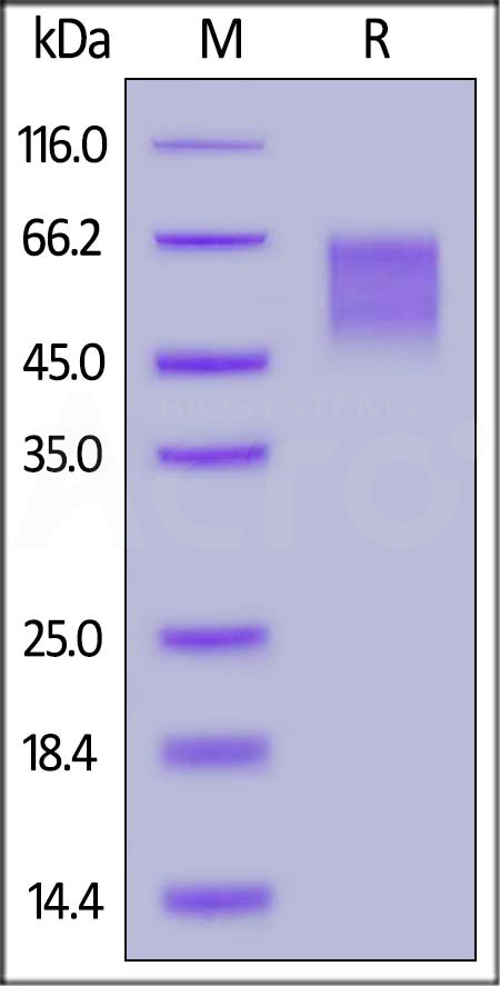 LY3-H52H5-sds