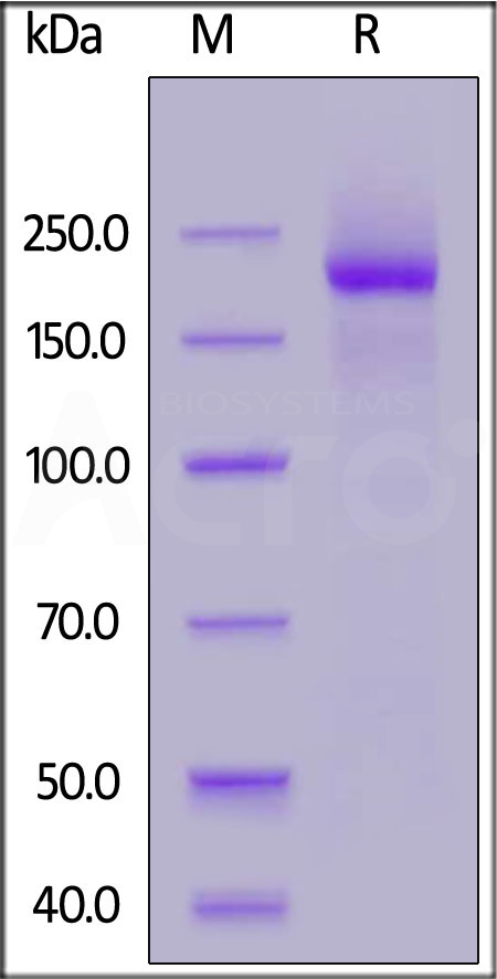 LY5-H52H3-sds