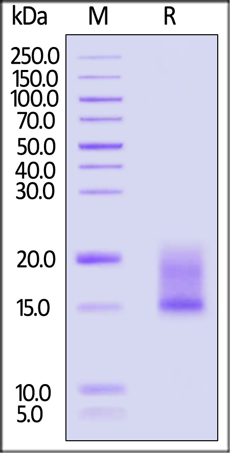 LYD-M5246-sds