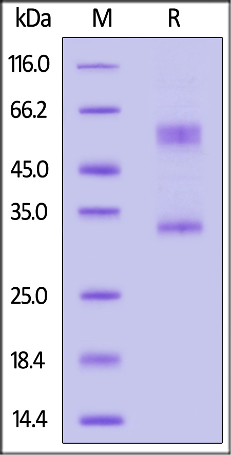 MA2-H5254-sds