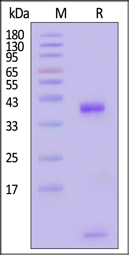 MAM-R82E3-sds