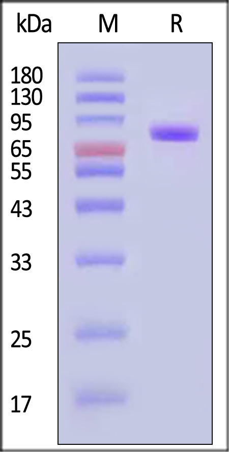 MEN-C52H3-sds