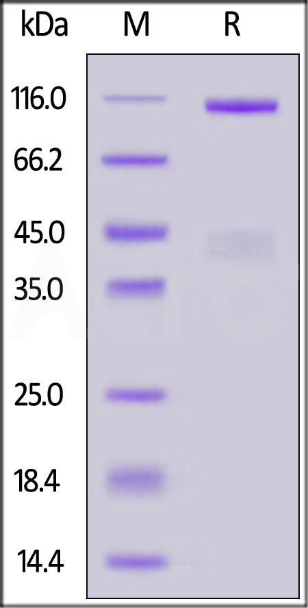 HGF R SDS-PAGE