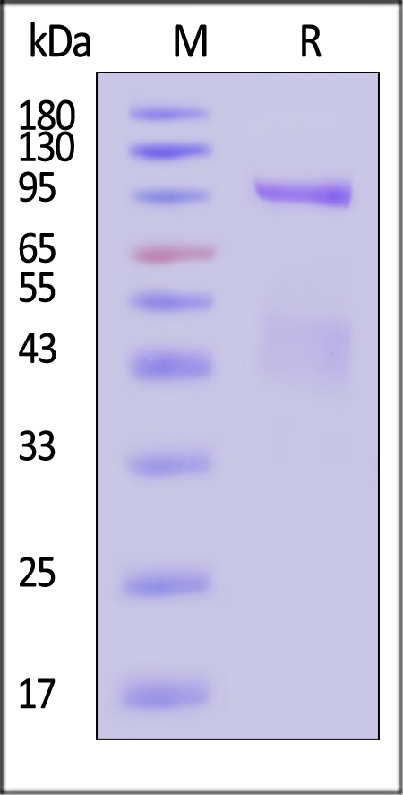 HGF R SDS-PAGE