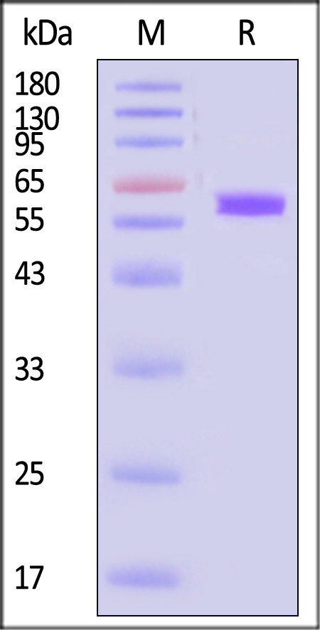 MICA SDS-PAGE