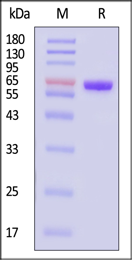 MICA SDS-PAGE