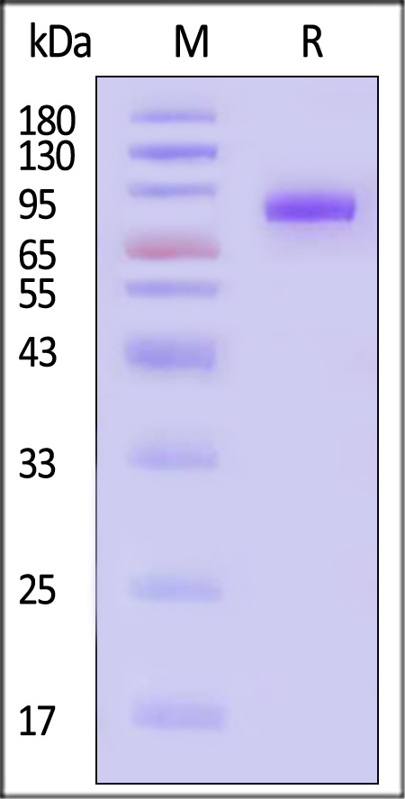 MICA SDS-PAGE