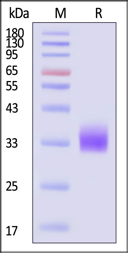 MICA SDS-PAGE