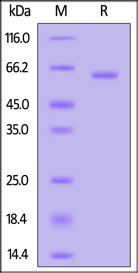 MM9-H5229-sds