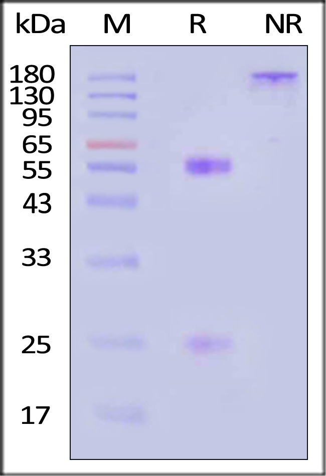 MMAE SDS-PAGE