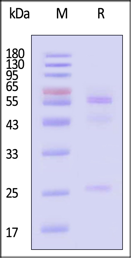 MMAE SDS-PAGE