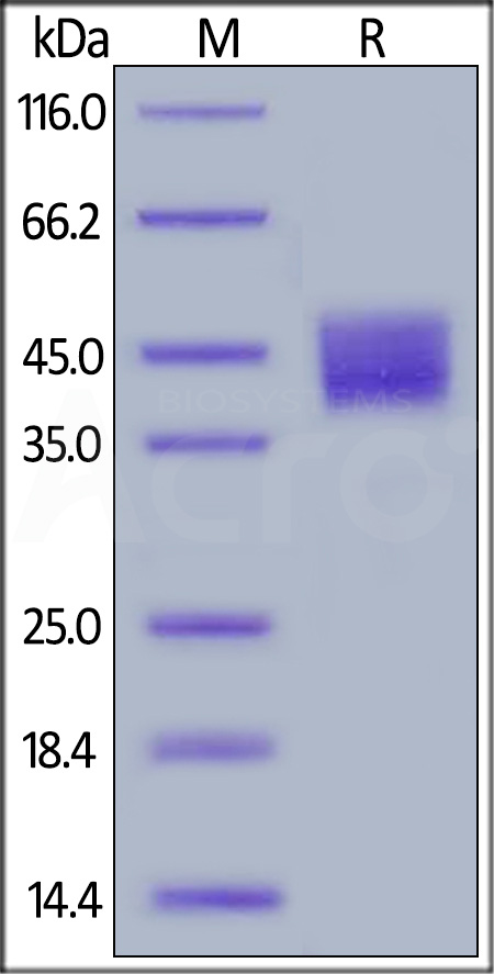 Mesothelin SDS-PAGE