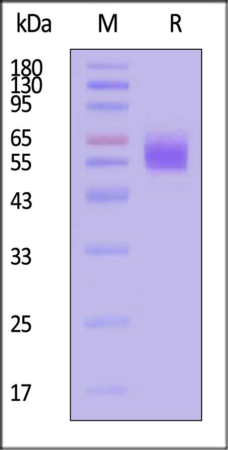 MSN-HF2H3-sds