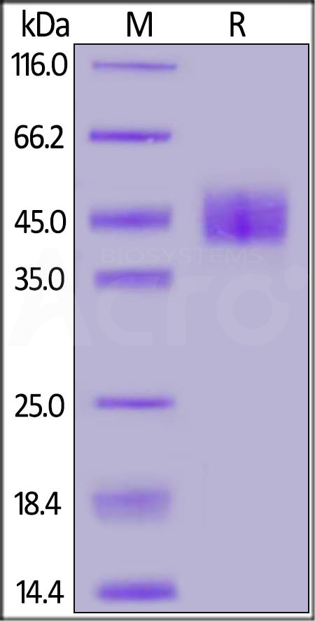 MSN-M52H3-sds