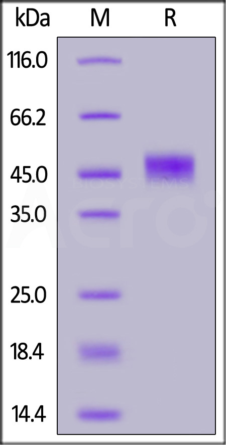 MSN-R52H4-sds