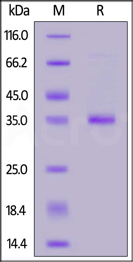 MU1-H5153-sds