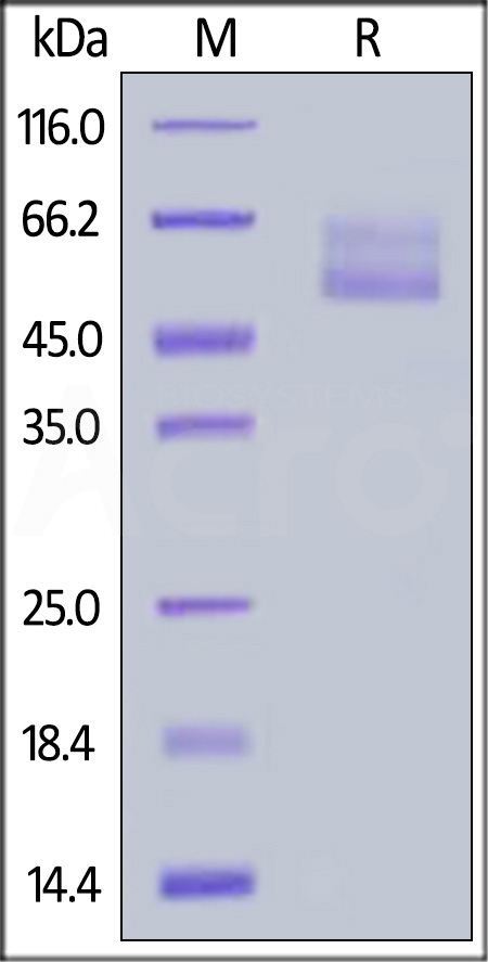 Mucin-1 SDS-PAGE