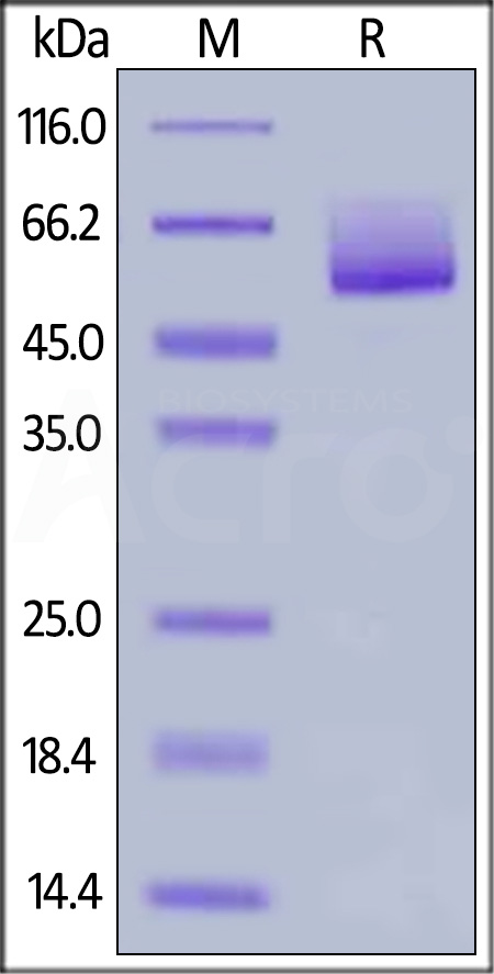 Mucin-1 SDS-PAGE