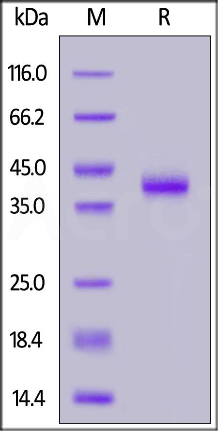 Mucin-1 SDS-PAGE