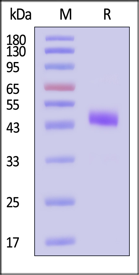 Mucin-1 SDS-PAGE