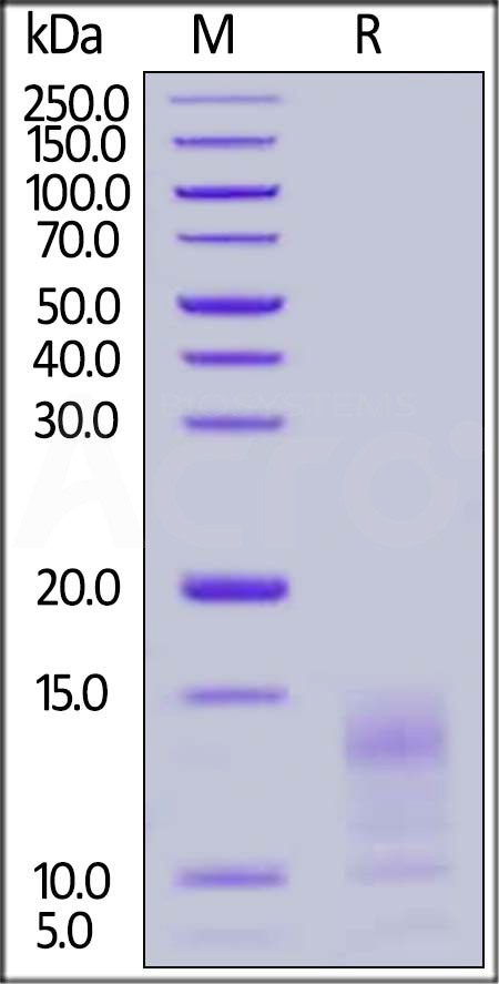 Mucin-1 SDS-PAGE